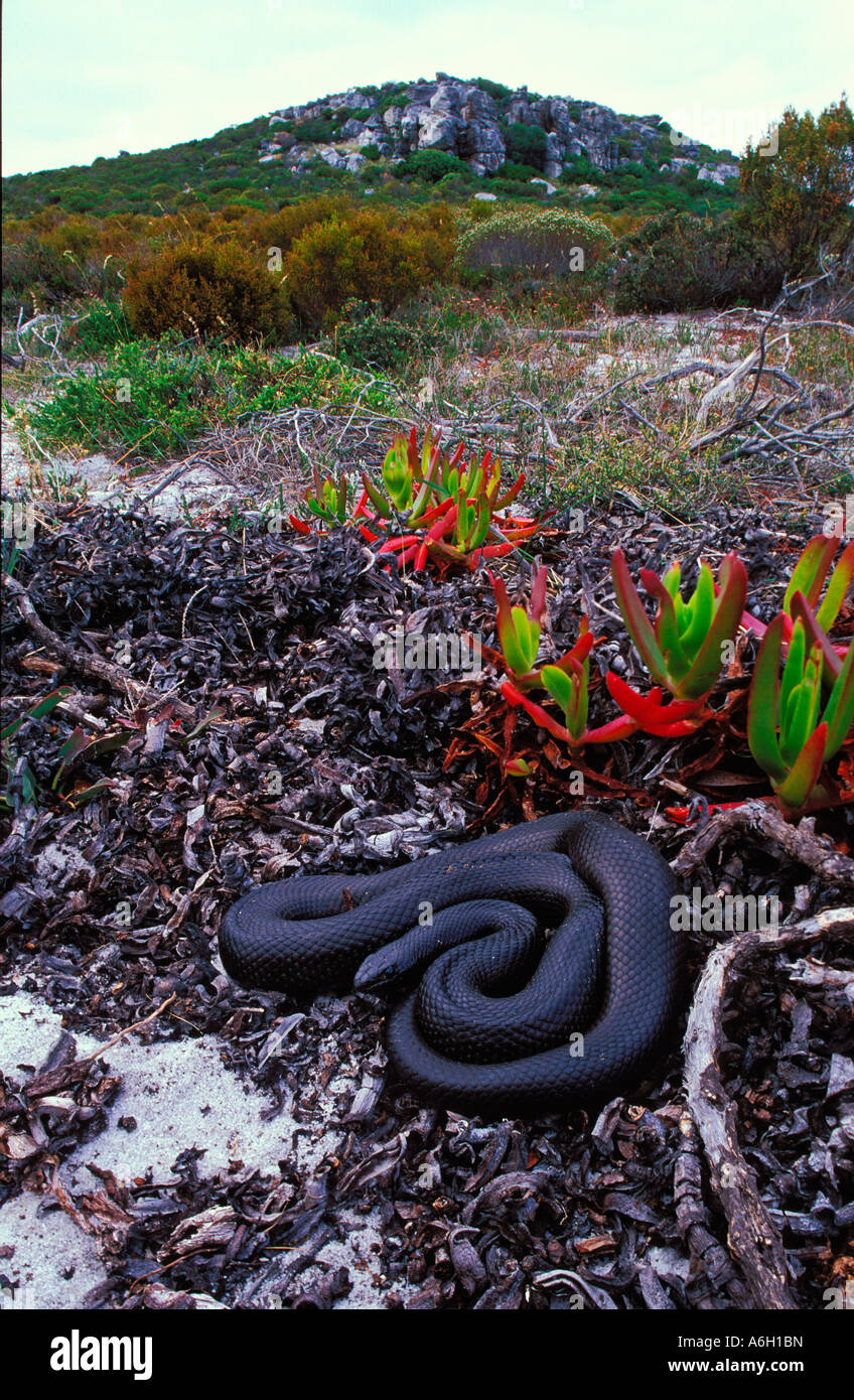 La serpiente topo africanas Pseudaspis cana forma negro Península del