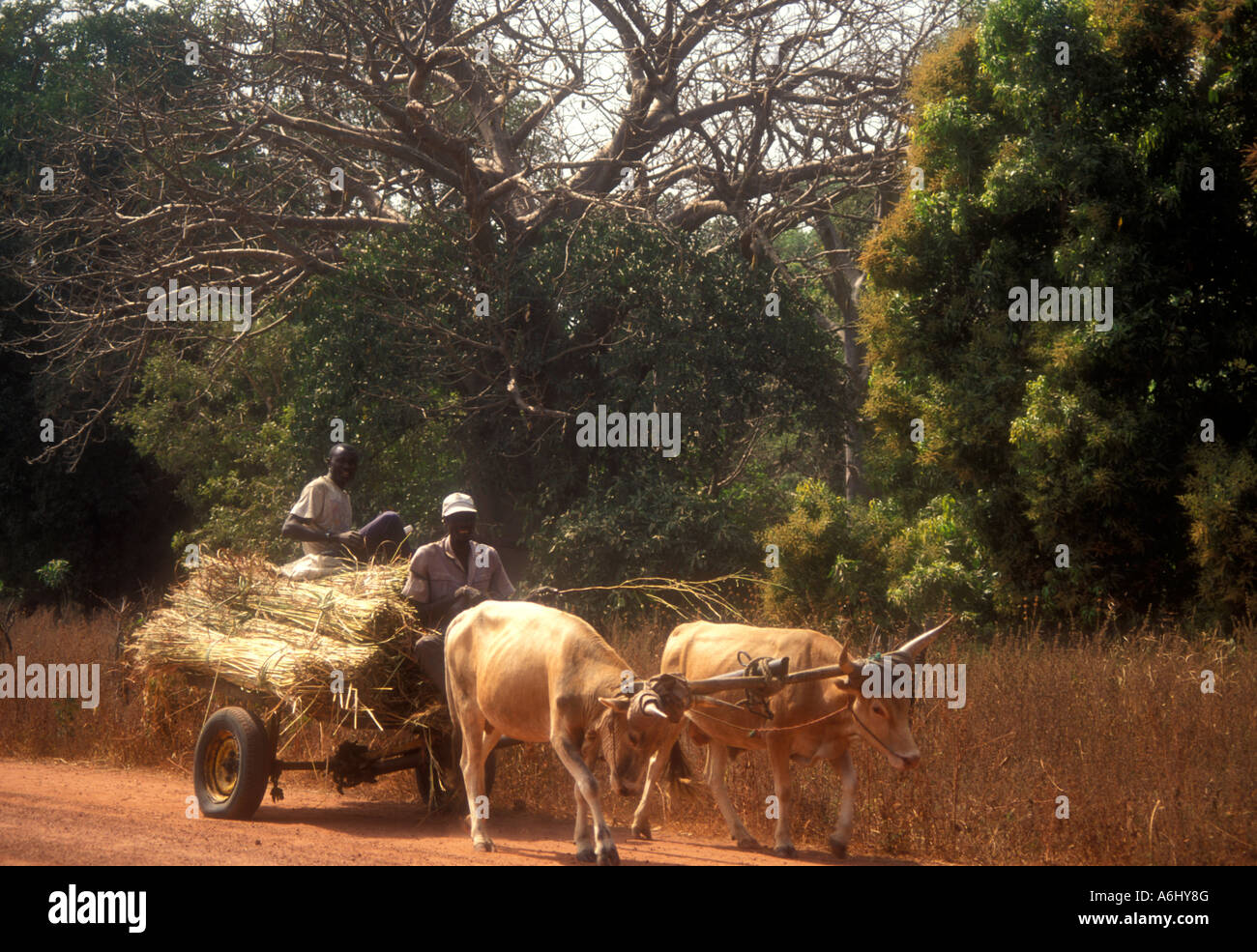 Carreta de Bueyes en una carretera rural en Gambia Foto de stock