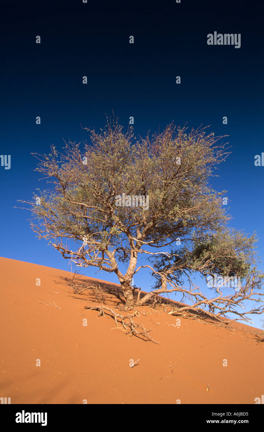 Árbol moribundo en la cúspide de dunas de Sossusvlei Parque Nacional Namibia Foto de stock