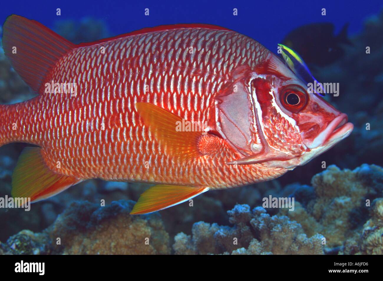 Plana larga SQUIRRELFISH y el limpiador de Napoleón. HAWAII. Foto de stock