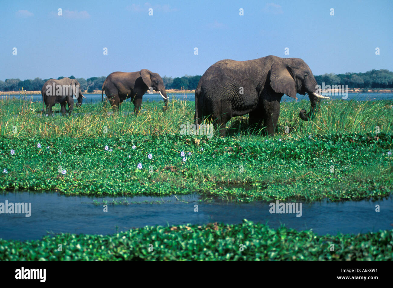 Los elefantes africanos Loxodanta africana forraje en los bajíos del río Zambezi, Zimbabwe Foto de stock