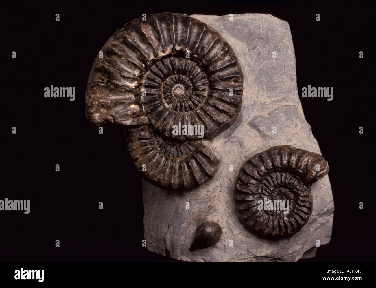 Ammonites fósiles en piedra tiempo Jurásico hace 200 millones de años, como animal de moluscos en espiral Foto de stock