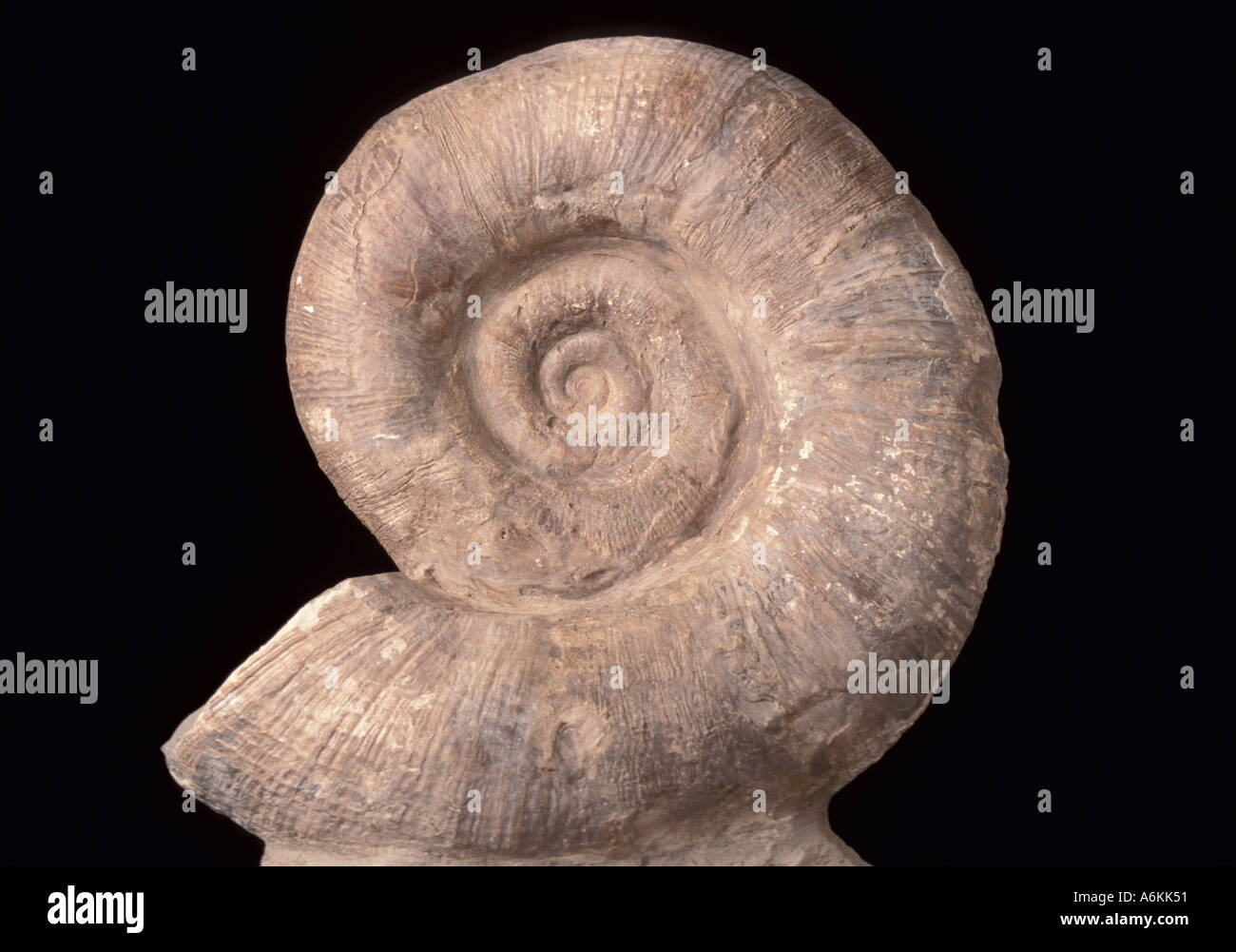 Ammonites del Jurásico hace 200 millones de años de fósiles de animales como moluscos en espiral Foto de stock