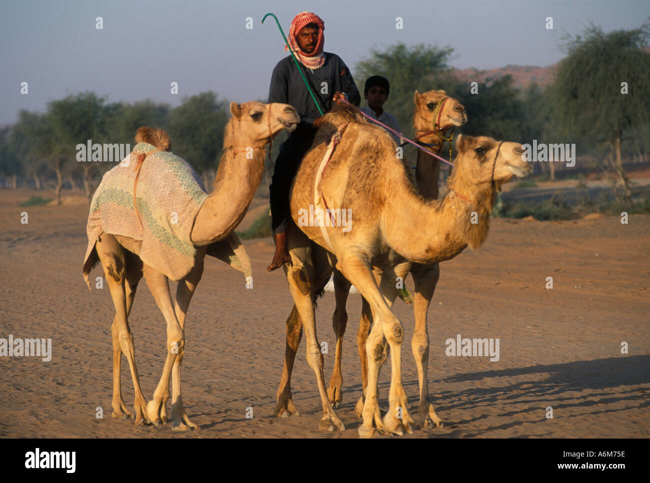 DUBAI, Emiratos Árabes Unidos, carreras de camellos formación Foto de stock
