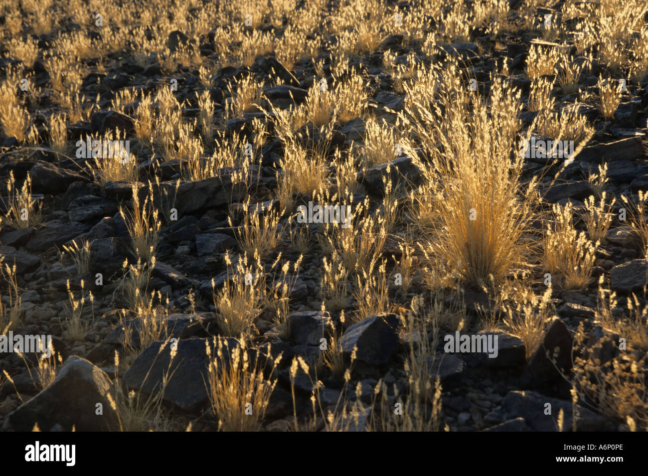 La hierba a lo largo del cañón del río Fish retroiluminada por la luz solar. Fish River Canyon, Ai-Ais Richtersveld/Parque Nacional transfronterizo, Namibia, África Foto de stock