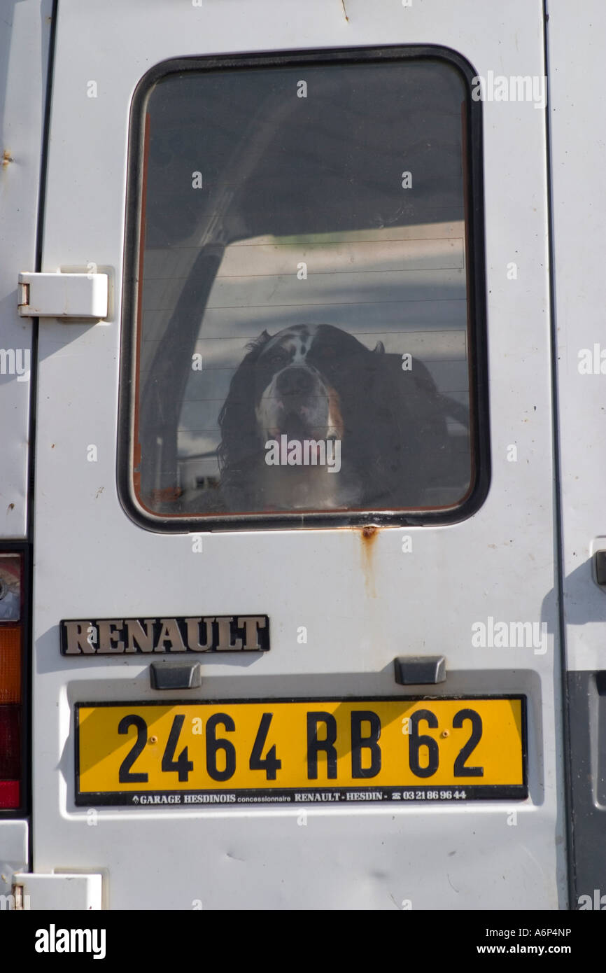 Spaniel perro pequeño en la parte trasera de la camioneta Renault mirando a través de la ventana trasera número placa visible Foto de stock