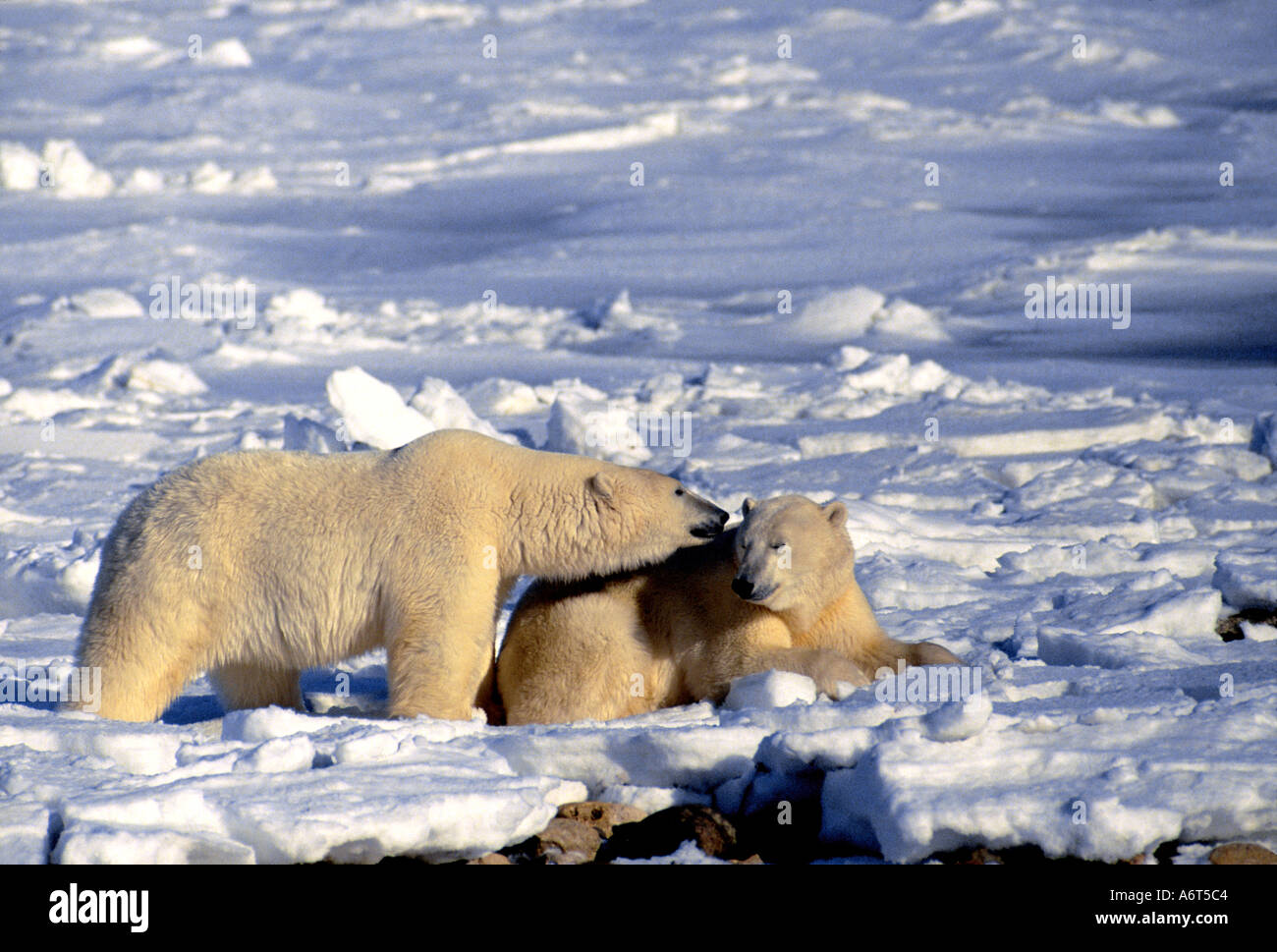 Los osos polares (Ursus maritimus Foto de stock