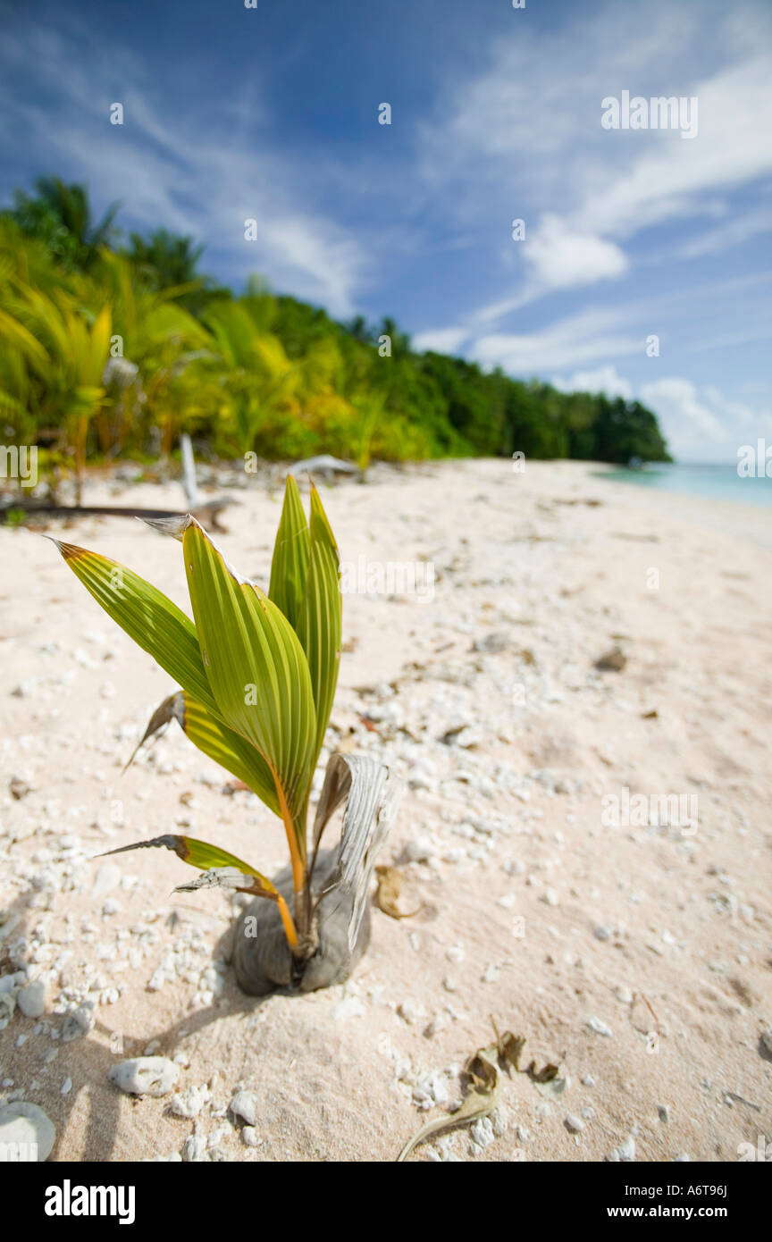 Palma de coco crecen en la isla de Tepuka, fuera de Funafuti, Tuvalu,  Océano Pacífico Fotografía de stock - Alamy