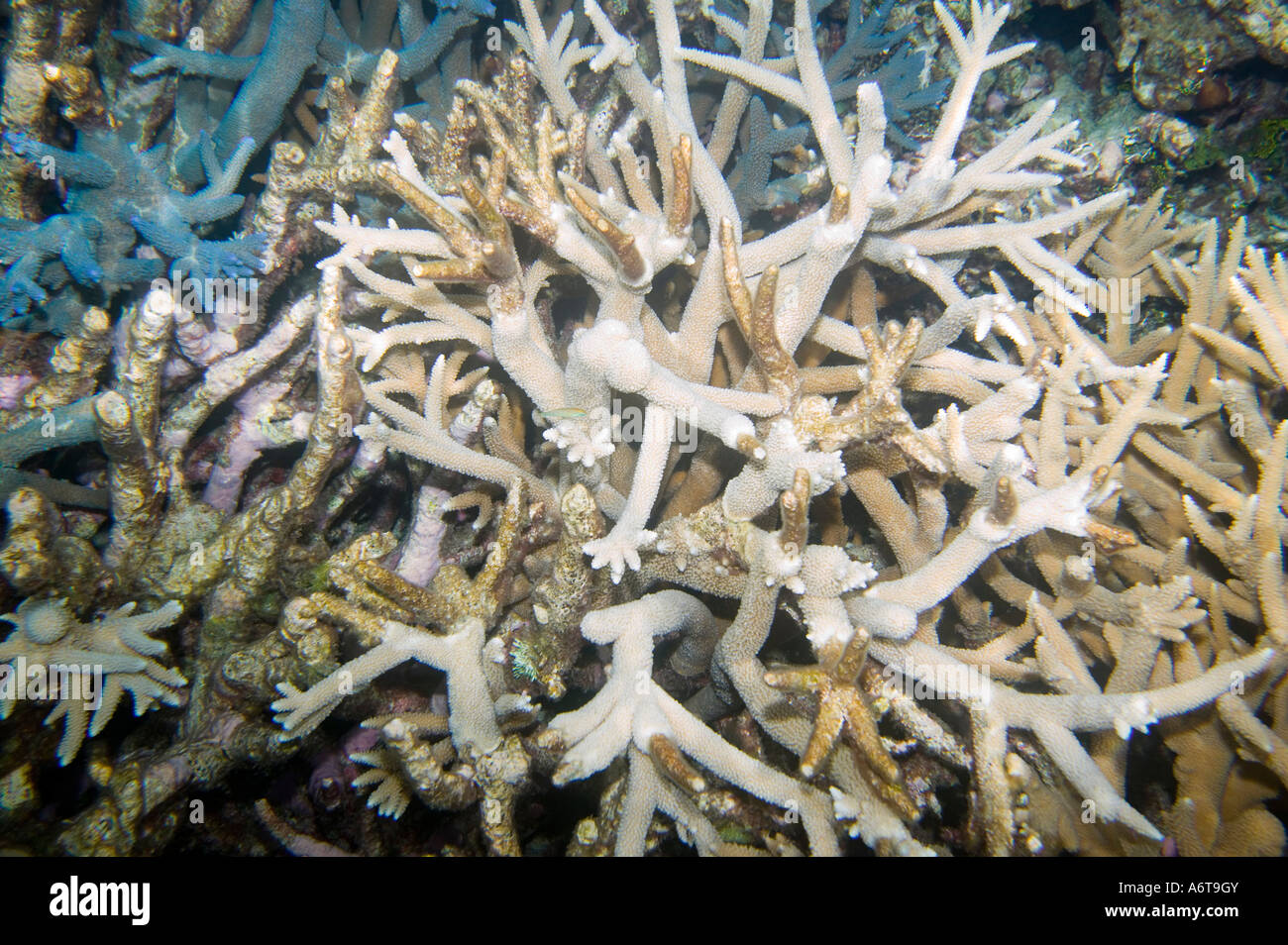 Arrecifes de coral frente a Funafuti comenzando a mostrar signos de decoloración de los corales debido al calentamiento global inducido aumenta la temperatura del mar Foto de stock
