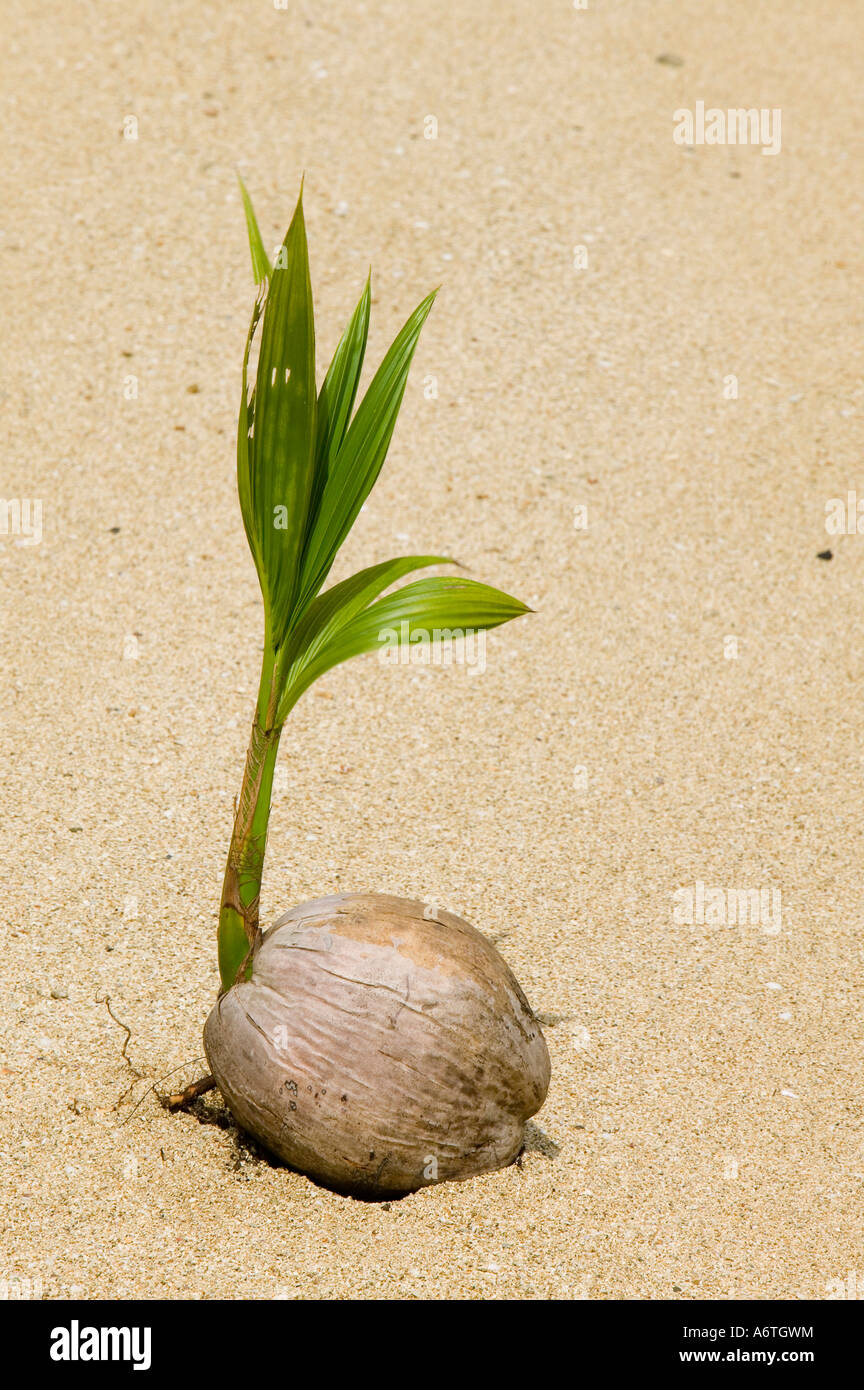 Un brote de coco en una playa en la Isla Malolo, cadena Mananucas, Fiji Foto de stock