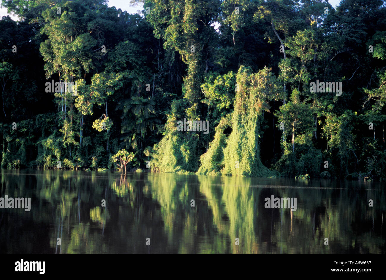 Selva Amazónica Brasil mantuvo el margen del río APP Áea de Preservação Permanente área de preservación permanente Foto de stock