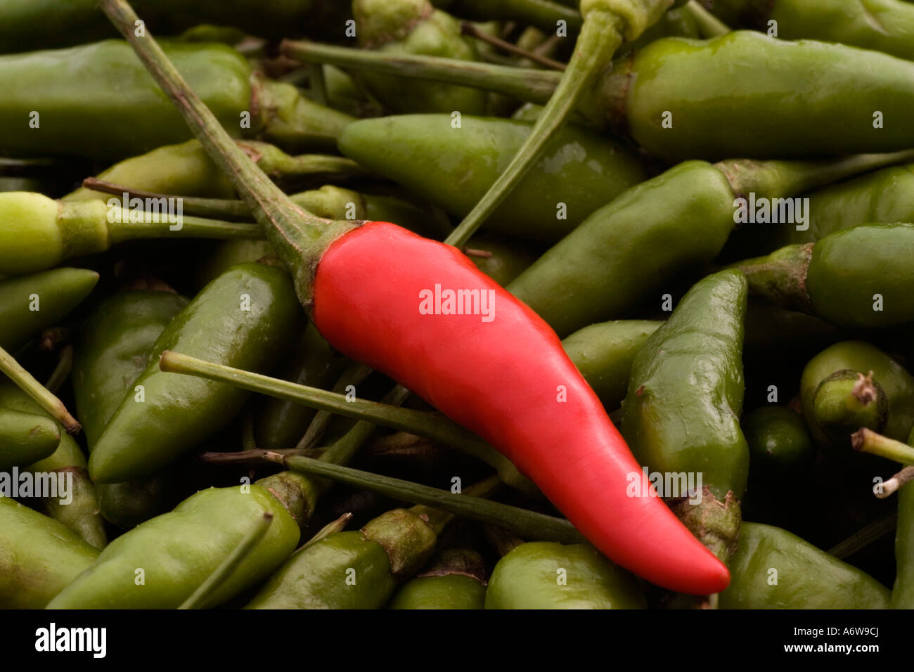 Hot Chili (Capsicum annuum) Foto de stock