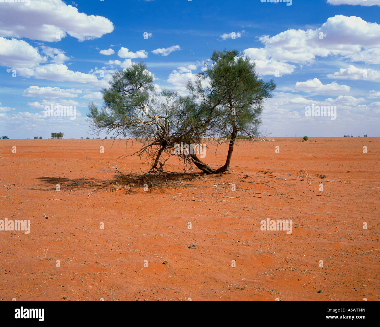 La sequía asoló tierras cercanas a Ivanhoe en el Lejano Oeste de Nueva Gales del Sur, Australia Foto de stock