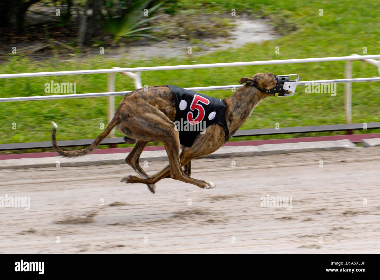 Carreras de perros galgos en el Sarasota Kennel Club Dog vía en Sarasota  Florida FL FLA Fotografía de stock - Alamy