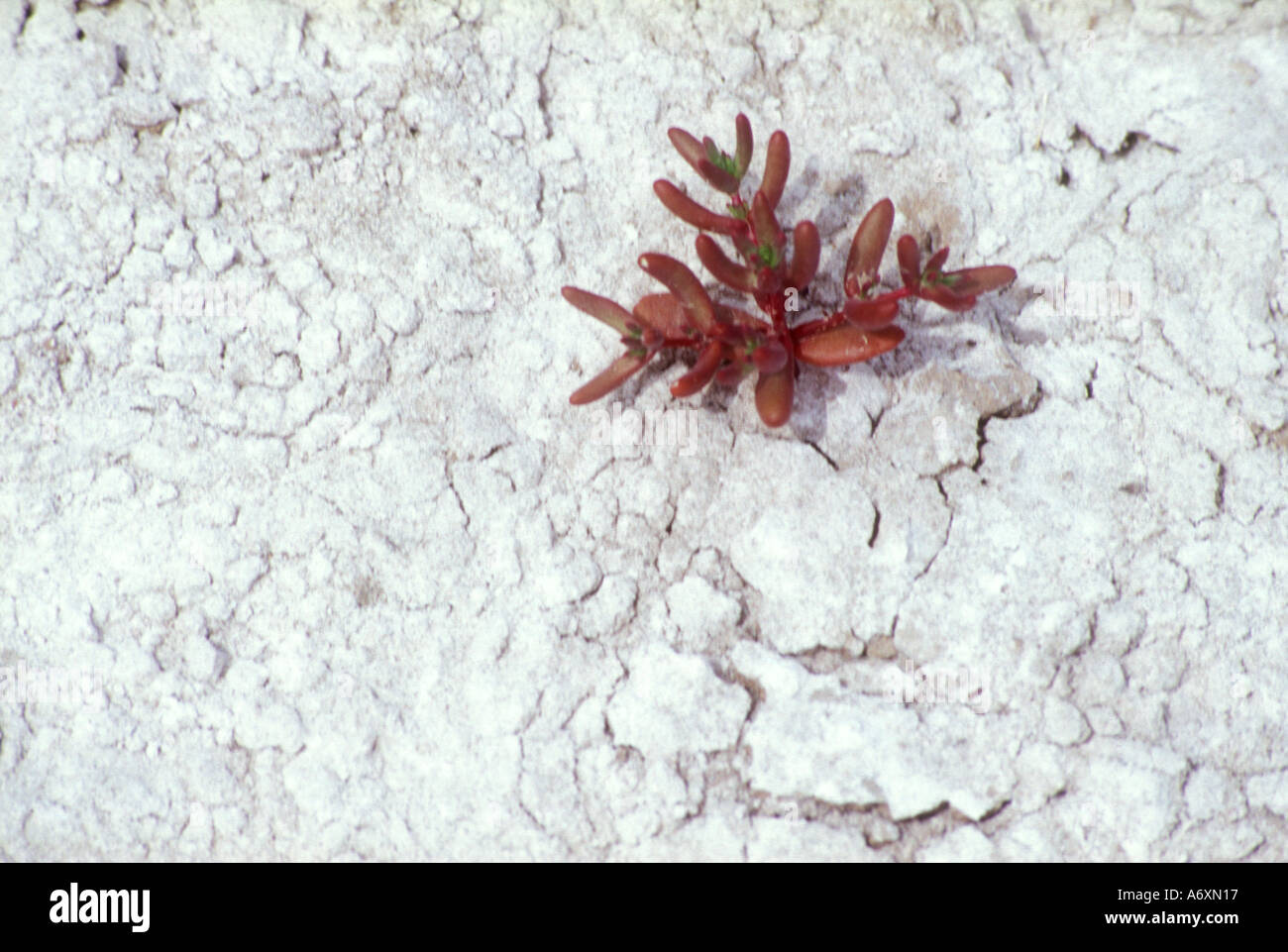Plantón crecen en un panel de sal en el oeste de Argentina Foto de stock