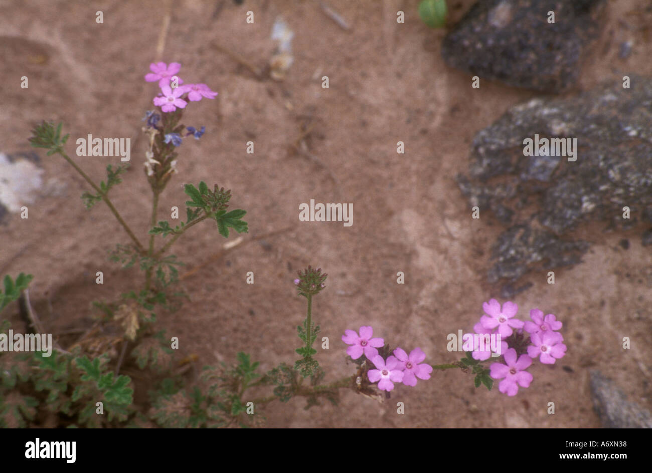 Las plantas del desierto del oeste de Argentina Foto de stock