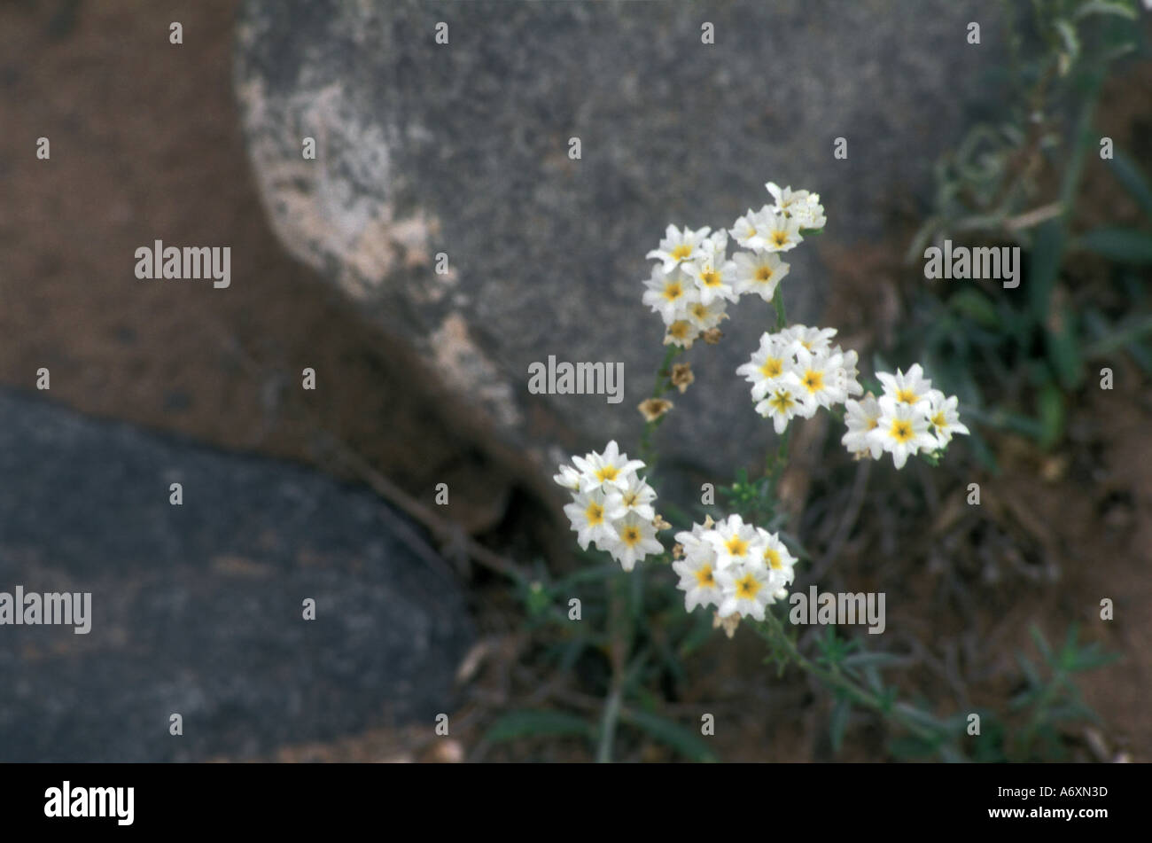 Las plantas del desierto del oeste de Argentina Foto de stock
