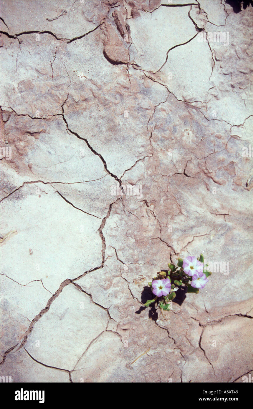 Planta del desierto que crece en un suelo salado playa en el oeste de Argentina Foto de stock