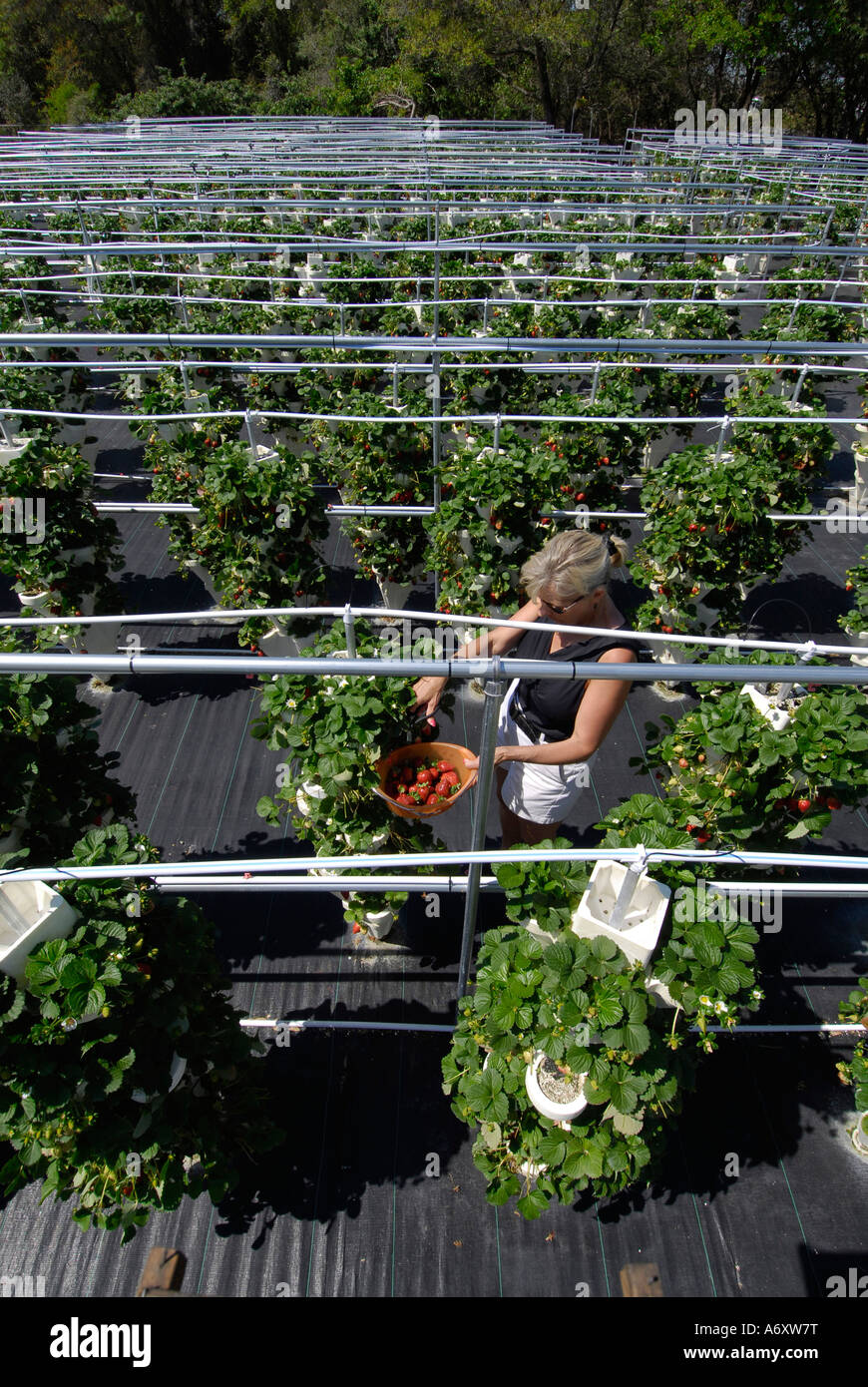 Hidroponía cultivo de fresas en Ruskin del Condado de Hillsborough Tampa Florida Central oeste del golfo Foto de stock