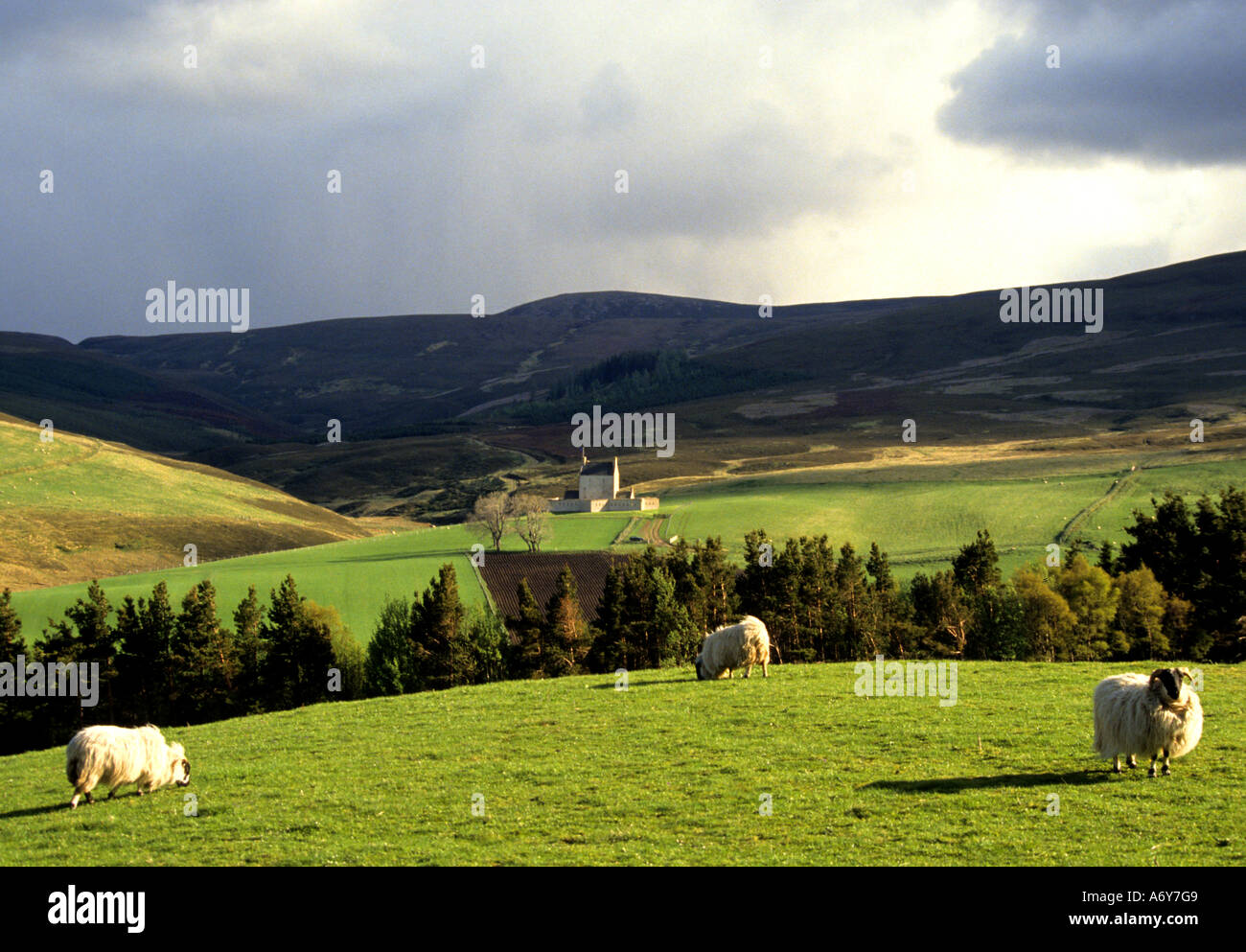 CORGARFF CASTLE Escocia OVEJAS OVEJAS OVEJAS militar jacobita montañas Foto de stock
