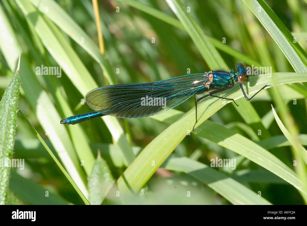 Demoiselle anillados sobre cañas Foto de stock