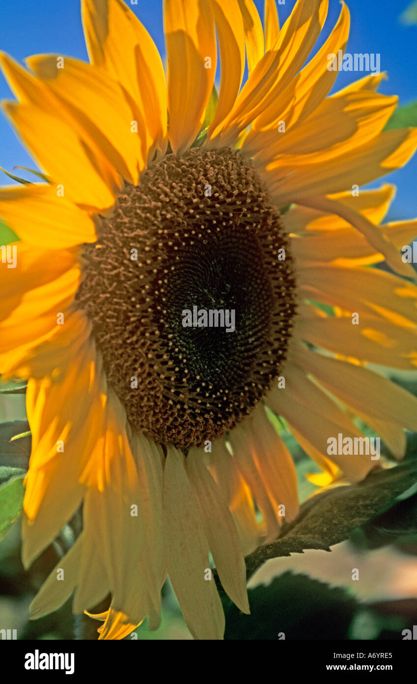 Un Francés de girasol (Helianthus annuus Fotografía de stock - Alamy