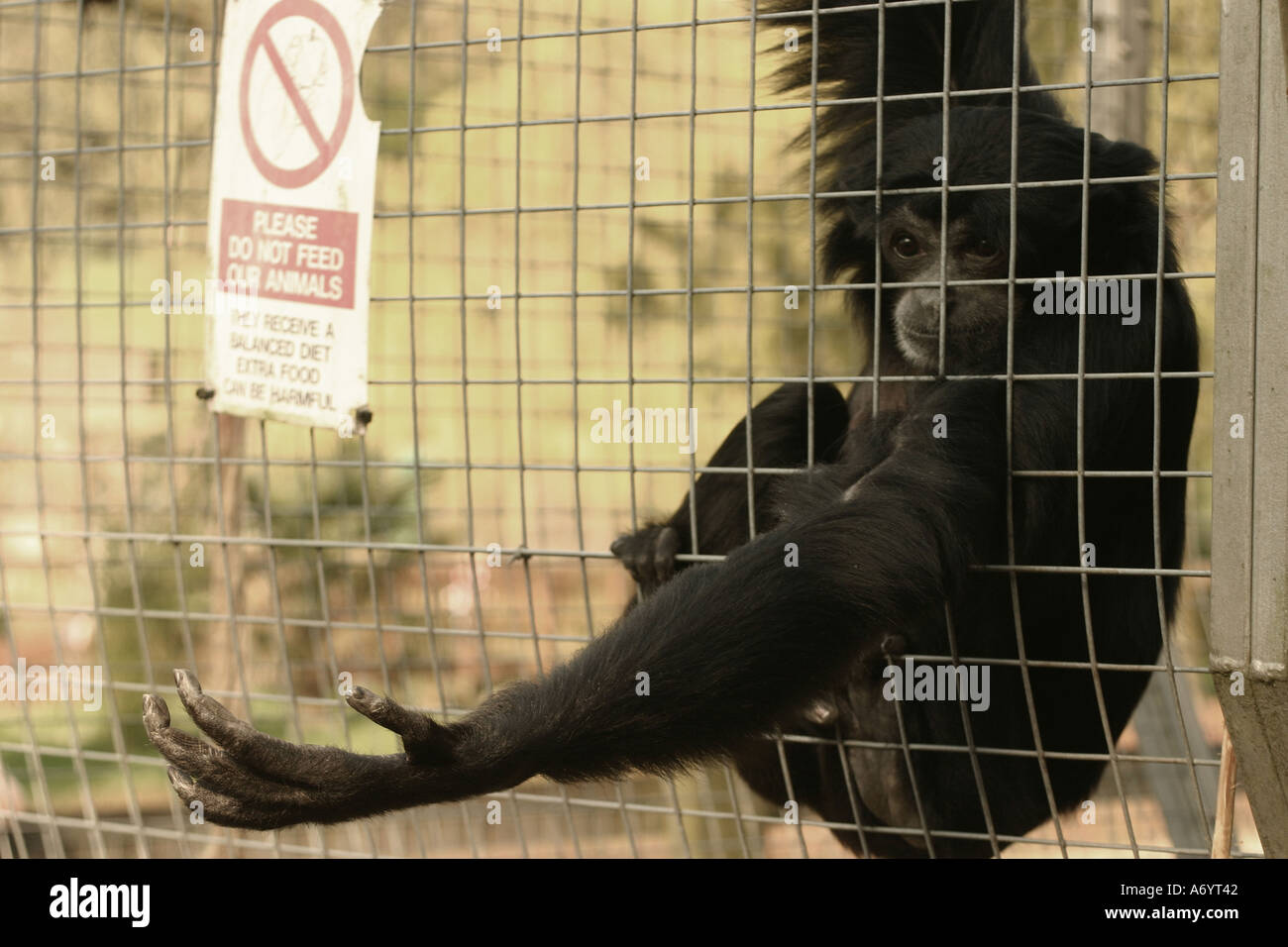 Gibones Siamang con No alimentar a los animales firmar Marwell Zoo UK Foto de stock