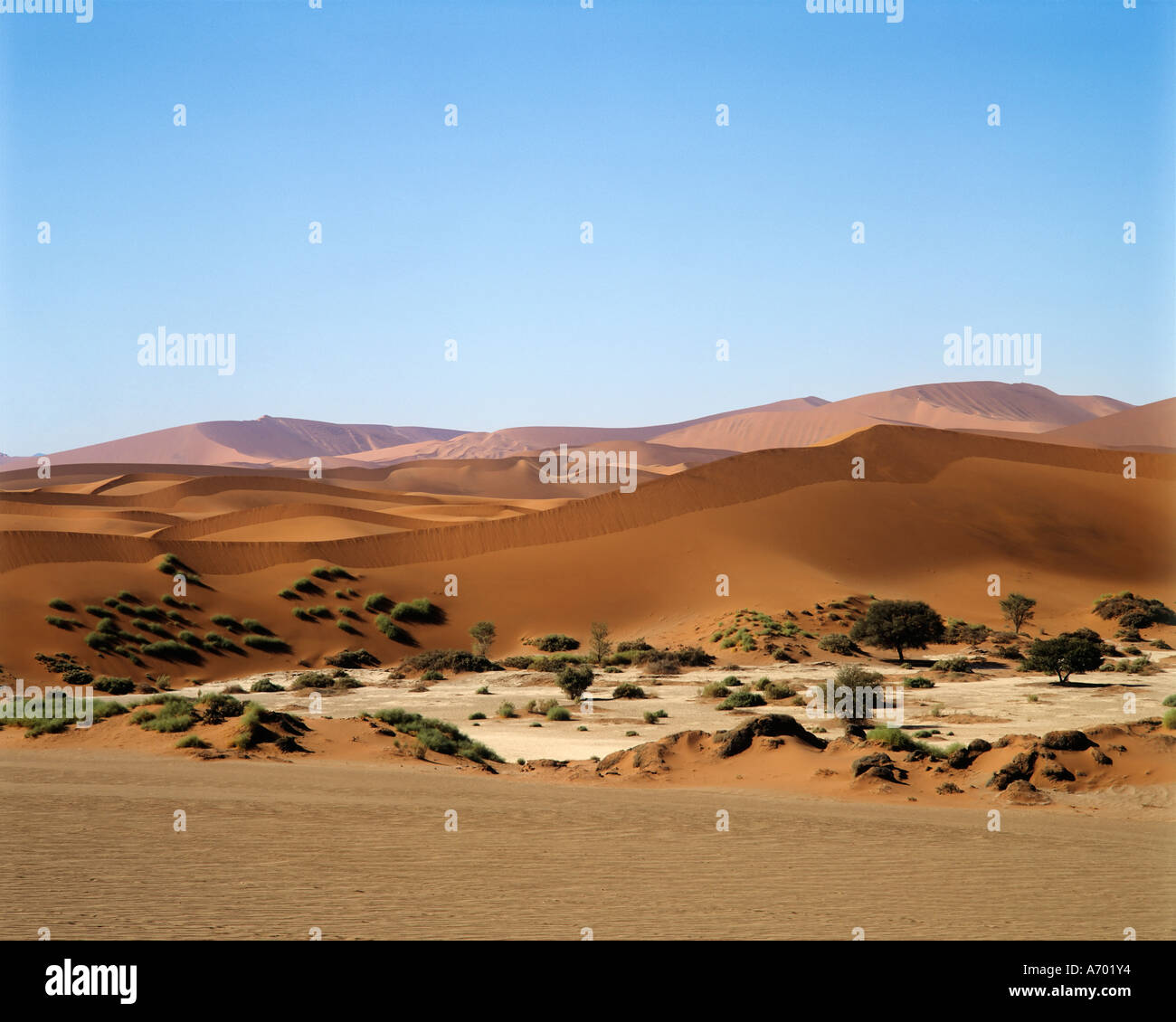 Dunas con pequeños oasis - Sossusvlei - postre Namib - Namibia Foto de stock