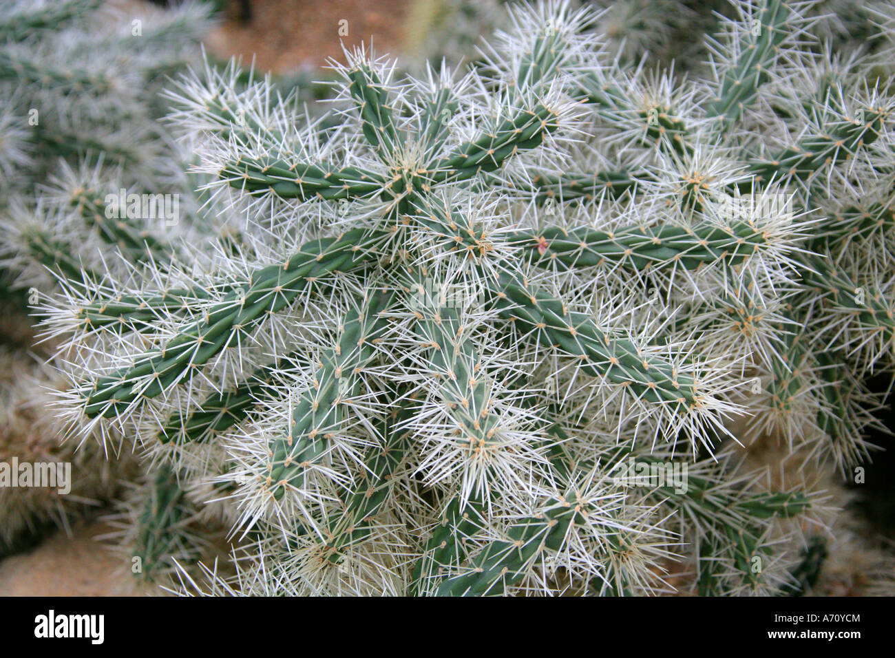 Abrojo, Clavellina, Coyonoxtle, enfundado Cholla, Tencholote, Cylindropuntia tunicata, Cactaceae. América del Norte. Foto de stock