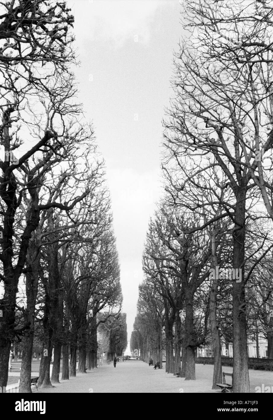 Europa, Francia, París. Árboles de invierno, Marco Polo jardín. Boulevard Saint Michel. Foto de stock