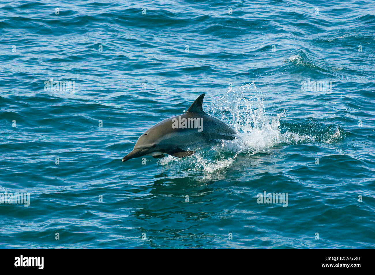 Larga picuda delfines comunes (Delphinus capensis) el Mar de Cortés, en Baja California, México Foto de stock