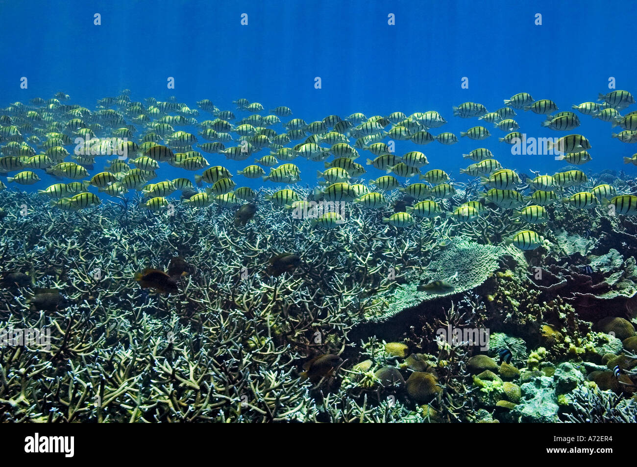 Cardumen de surgeonfishes nadar en el campo coral Foto de stock