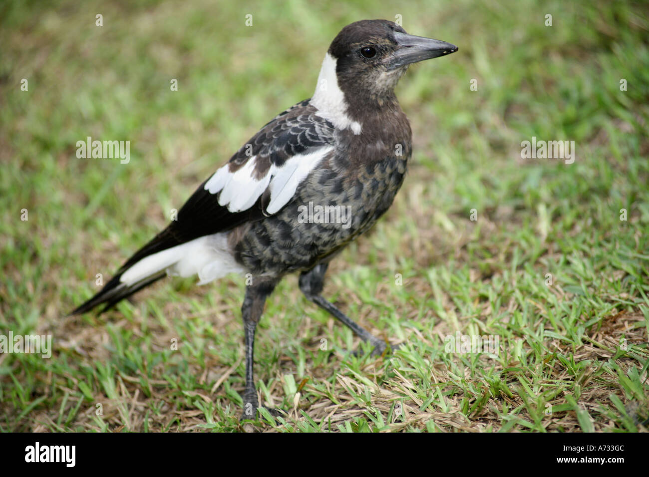 Magpie Australiano Juvenil Gymnorhina Tibicen Coffs Harbour Nueva Gales Del Sur Australia Fotografia De Stock Alamy