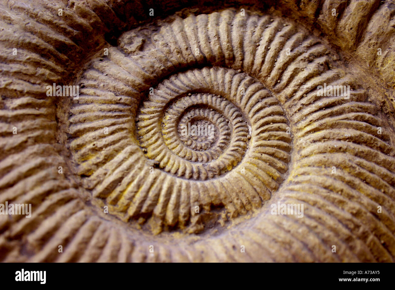Los fósiles de ammonites Foto de stock