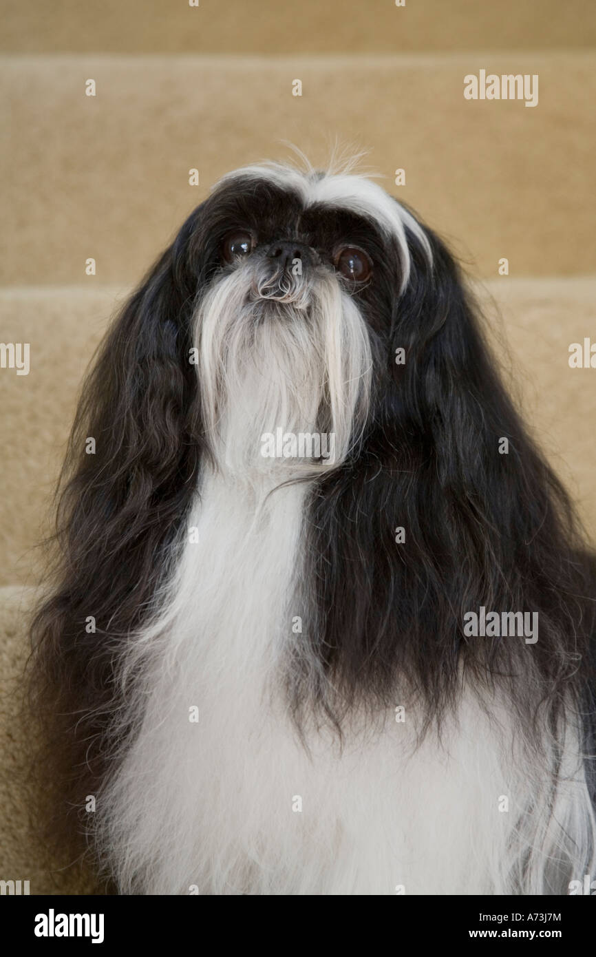 Una de pelo largo blanco y negro shih tzu perro sentado sobre la moqueta beige escaleras, mirando hacia arriba. Foto de stock