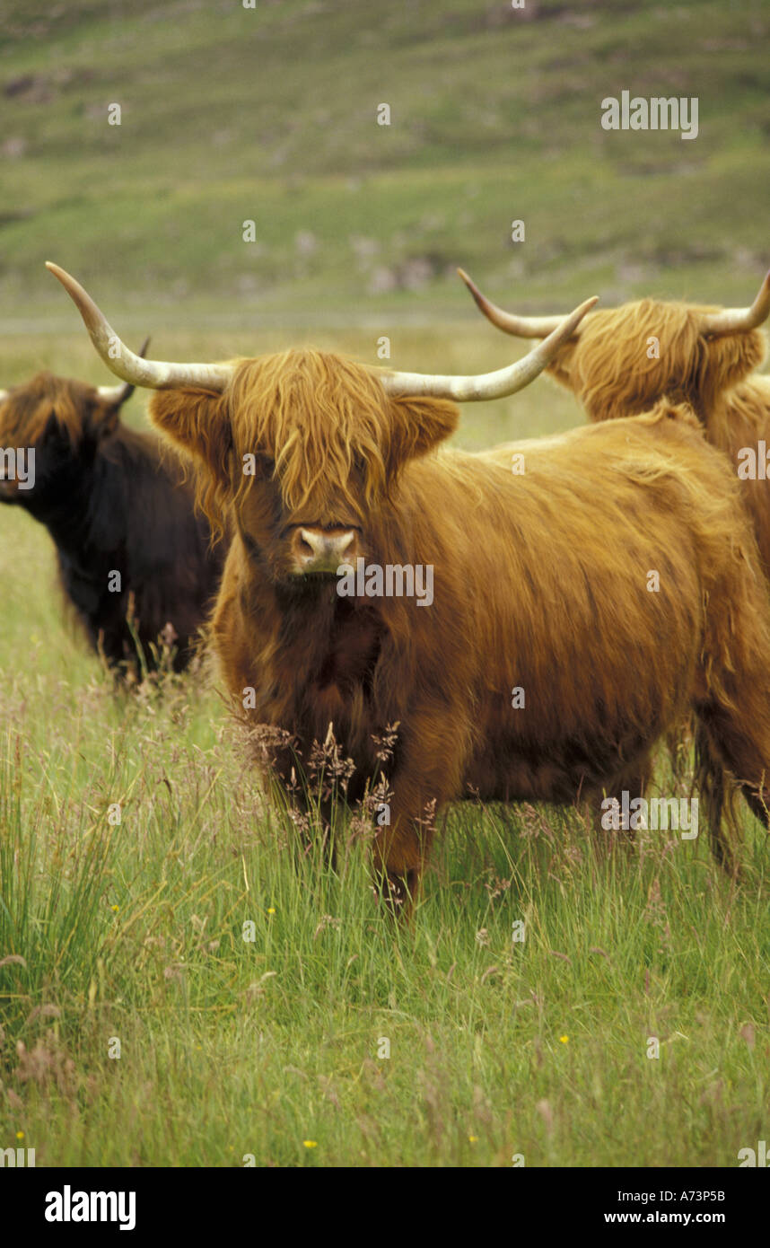 Europa, Escocia, el Altiplano. El largo bangs (dossan) protegen los ojos de la Scottish Highland vaca a condiciones meteorológicas adversas Foto de stock