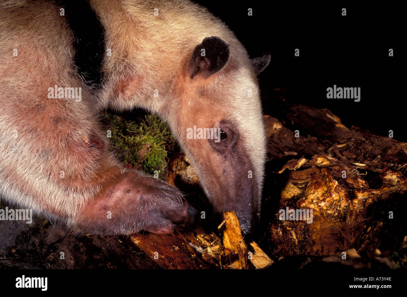 Rango: el sur de México hasta el noroeste de Perú, Collared oso hormiguero (Tamandua mexicana) Foto de stock