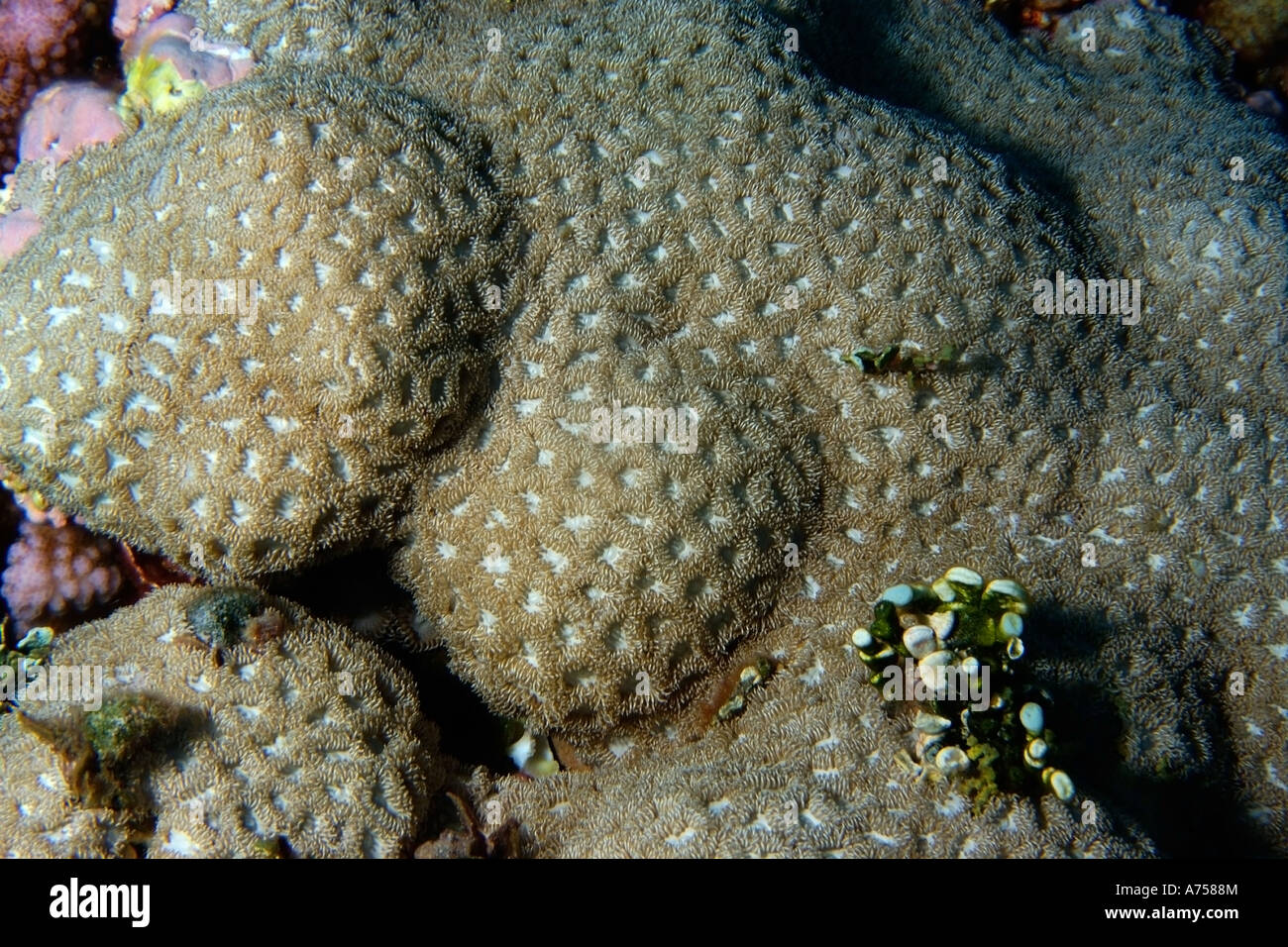 Coral duro no identificado Jaboan atolón Rongelap Islas Marshall Micronesia Foto de stock