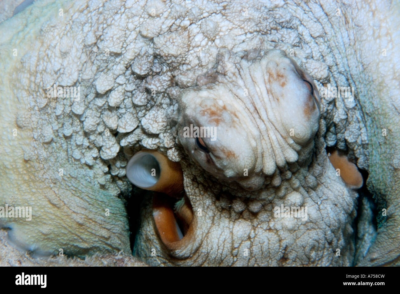 Pulpo utilizando su sifón
