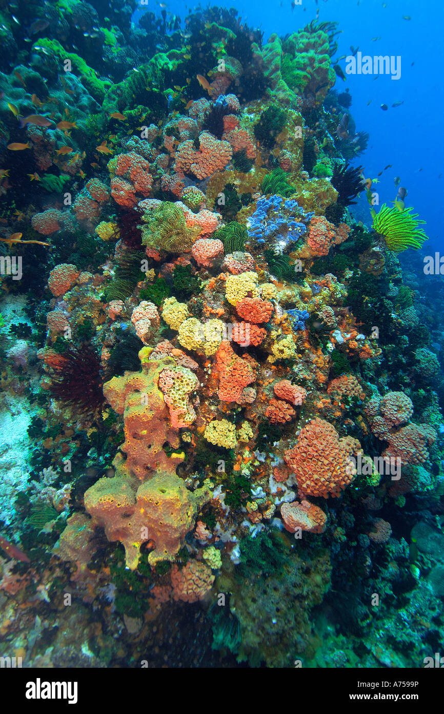 Escena de arrecifes de coral, Apo Island, Filipinas Foto de stock