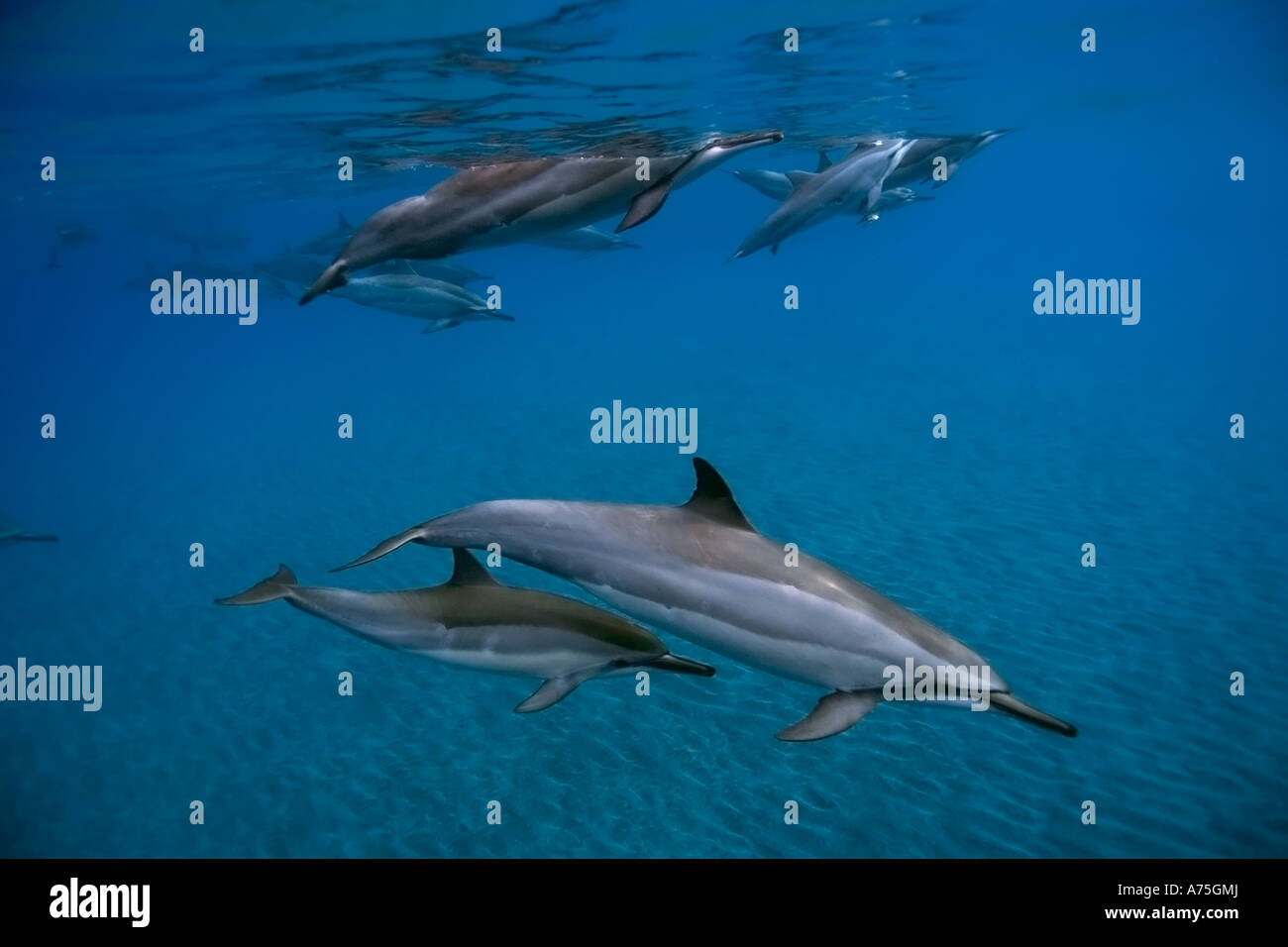 Delfines Stenella longirostris Big Island Hawaii EE.UU. Foto de stock
