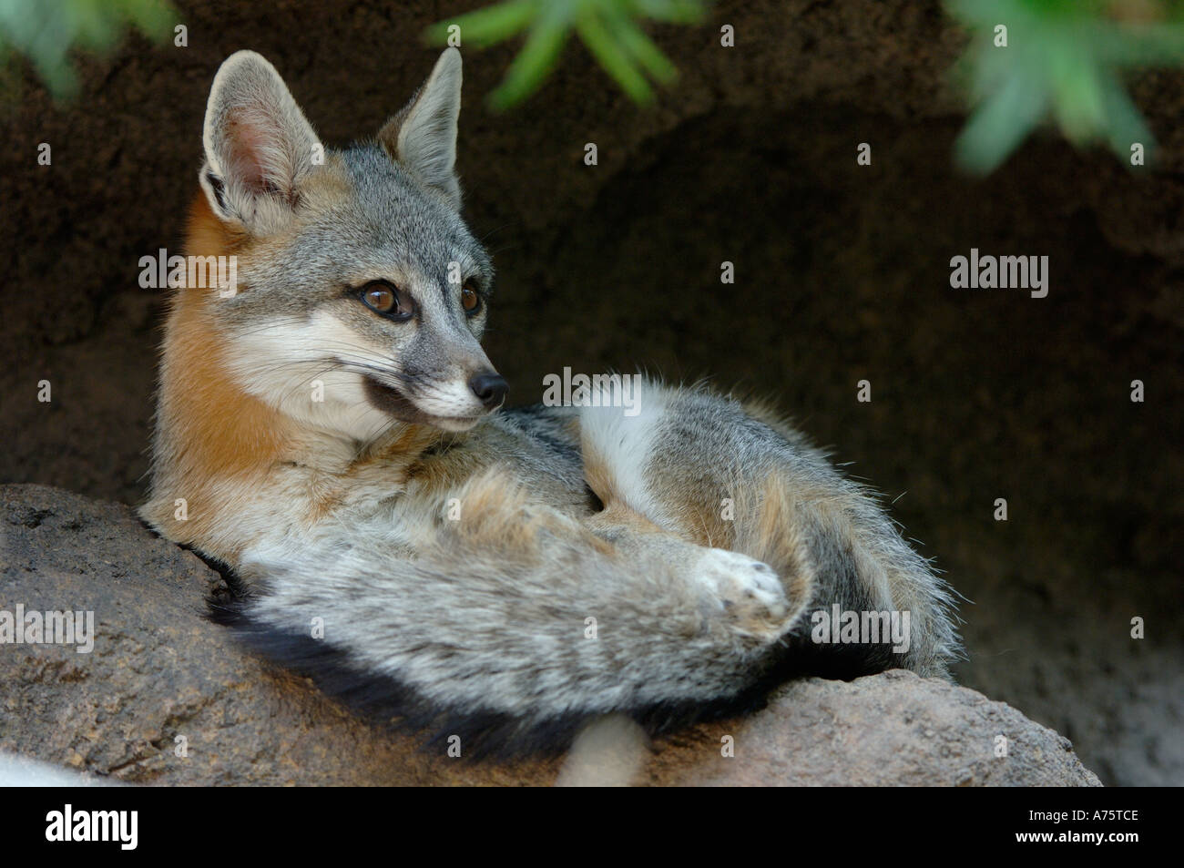 Gray Fox descansando Arizona cautivos de EE.UU. Foto de stock