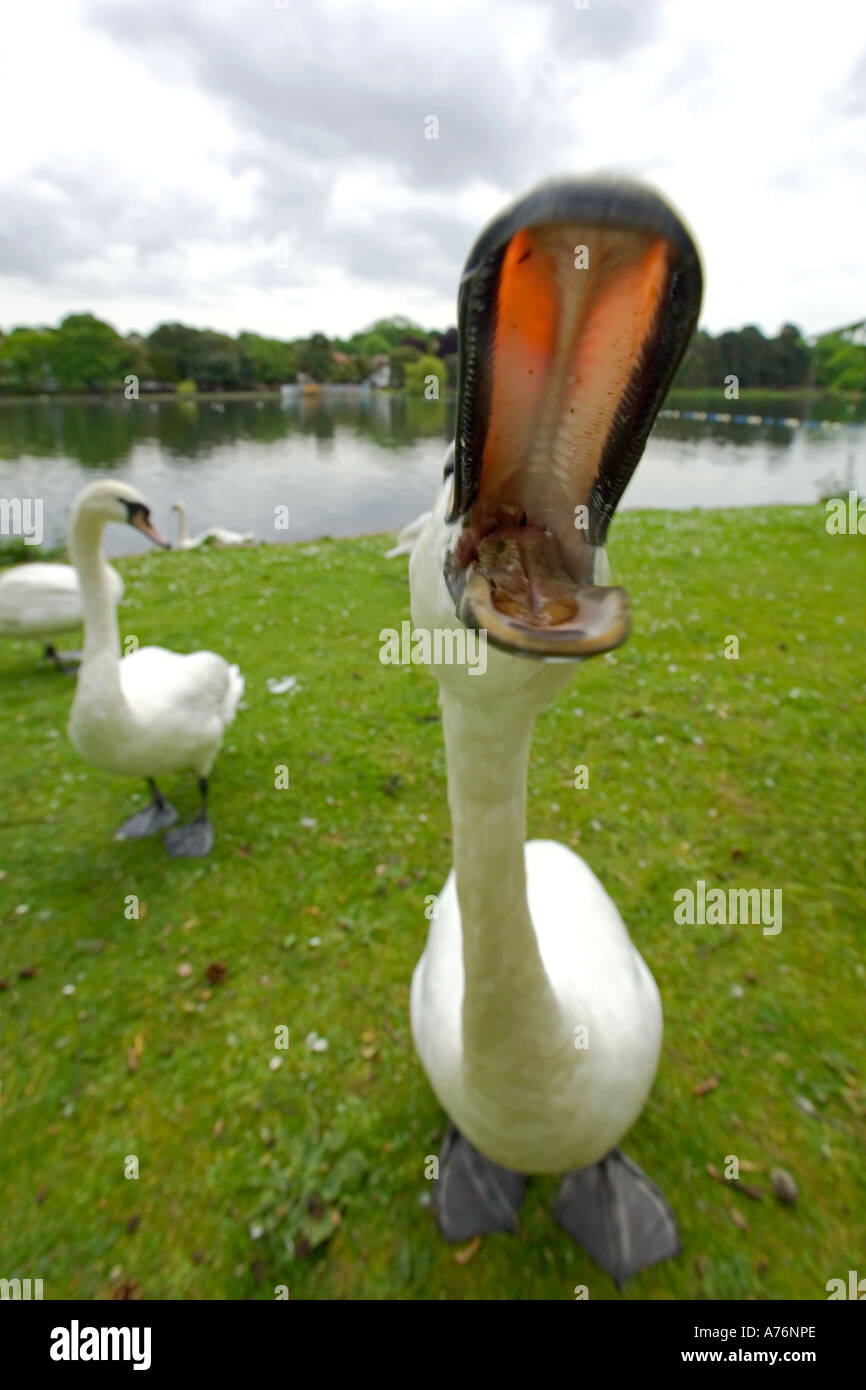 Muy cerca se centran, amplio ángulo de disparo de un cisne (Cygnus olor) con la boca abierta. Foto de stock