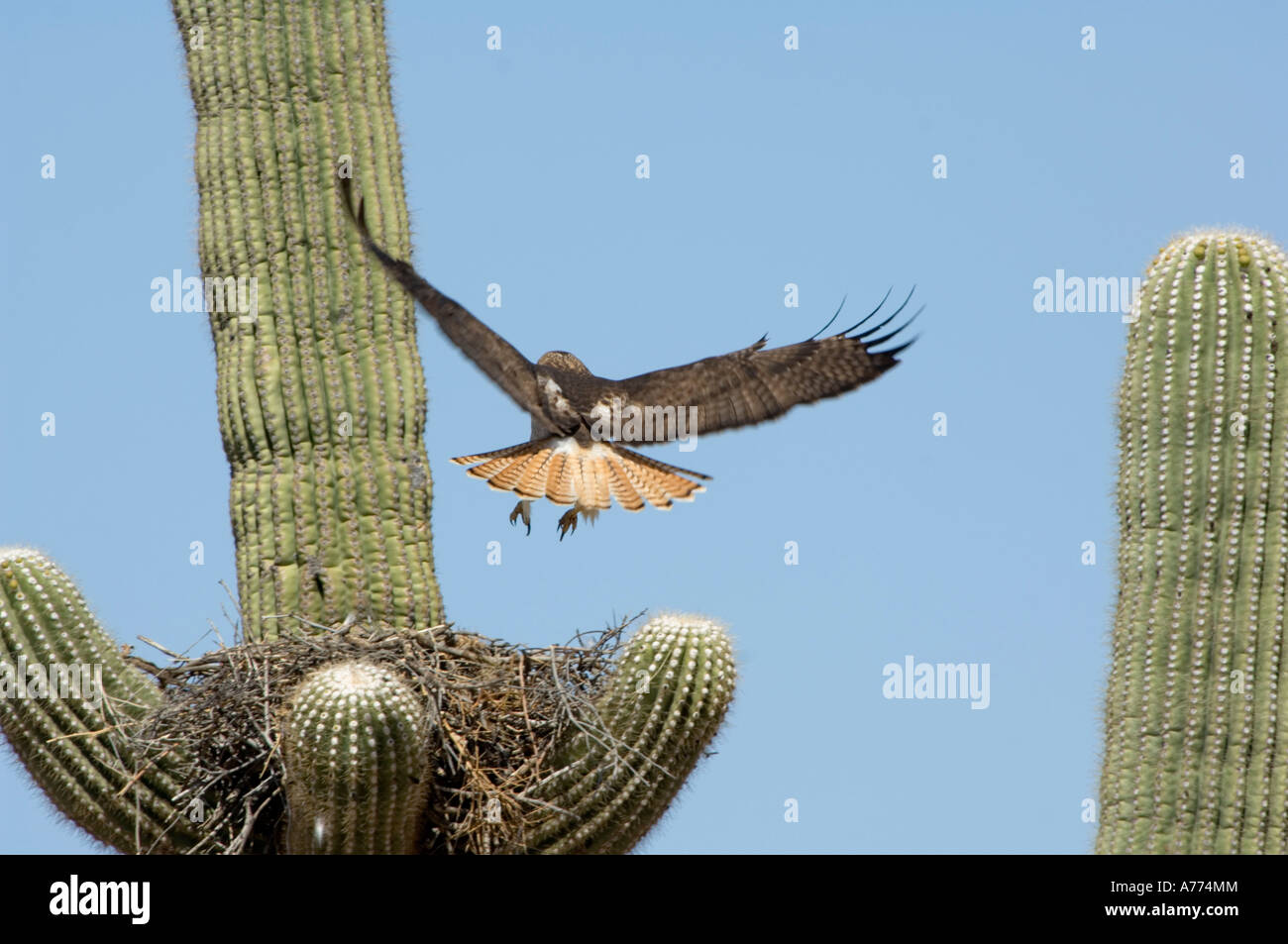 Halcón de cola roja (Buteo jamaicensis) aterrizando en el nido construido sobre un cacto saguaro (Canegiea gigantea), Arizona, EE.UU. Foto de stock