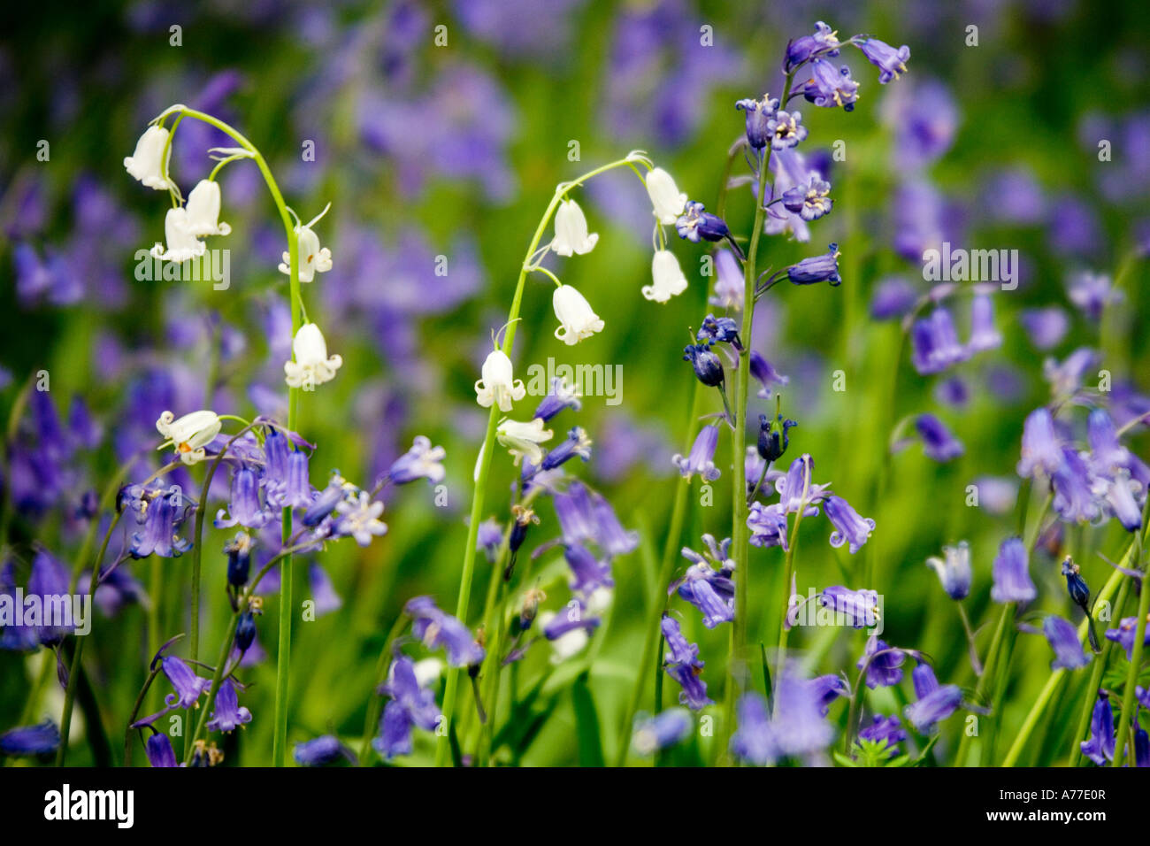Las campánulas azules en Hagbourne Bosquecillo, Swindon, Wiltshire, Inglaterra, Reino Unido Hyacinthoides non-scripta también conocido como jacinto silvestre Foto de stock