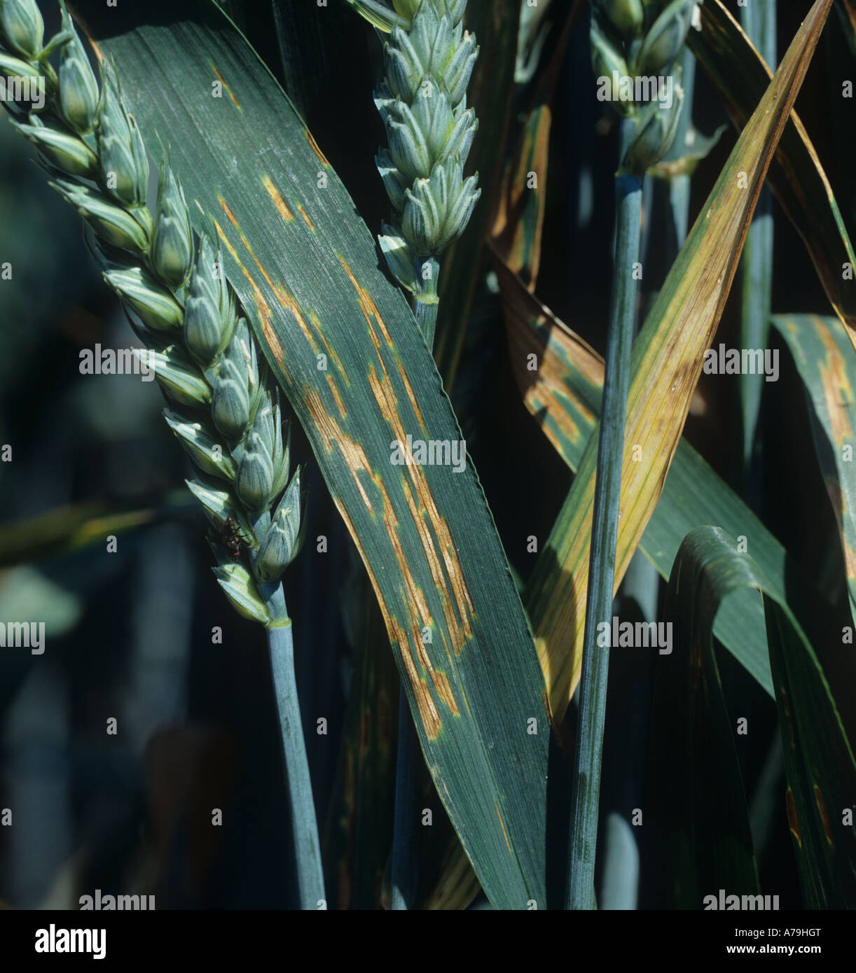 Manchas en la hoja o manchas en la hoja de Septoria (Zymoseptoria tritici) en las hojas de trigo Foto de stock