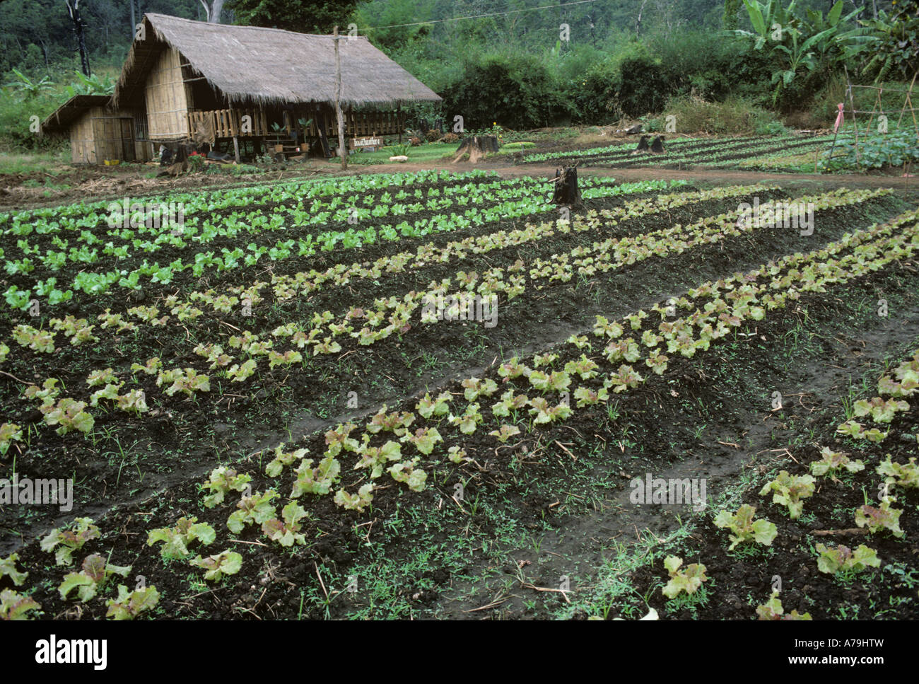 Pequeños cultivos de lechuga en Los Reyes del norte de Tailandia Proyecto alternativa al cultivo de las amapolas de opio Foto de stock