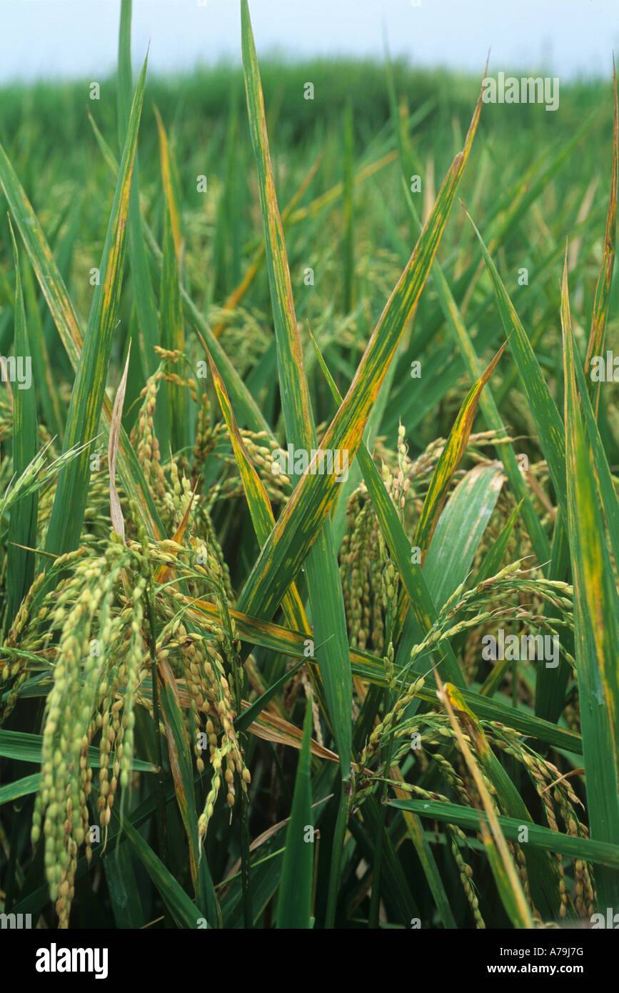 La Sigatoka bacteriana Xanthomonas oryzicola en plantas de arroz en oído Foto de stock