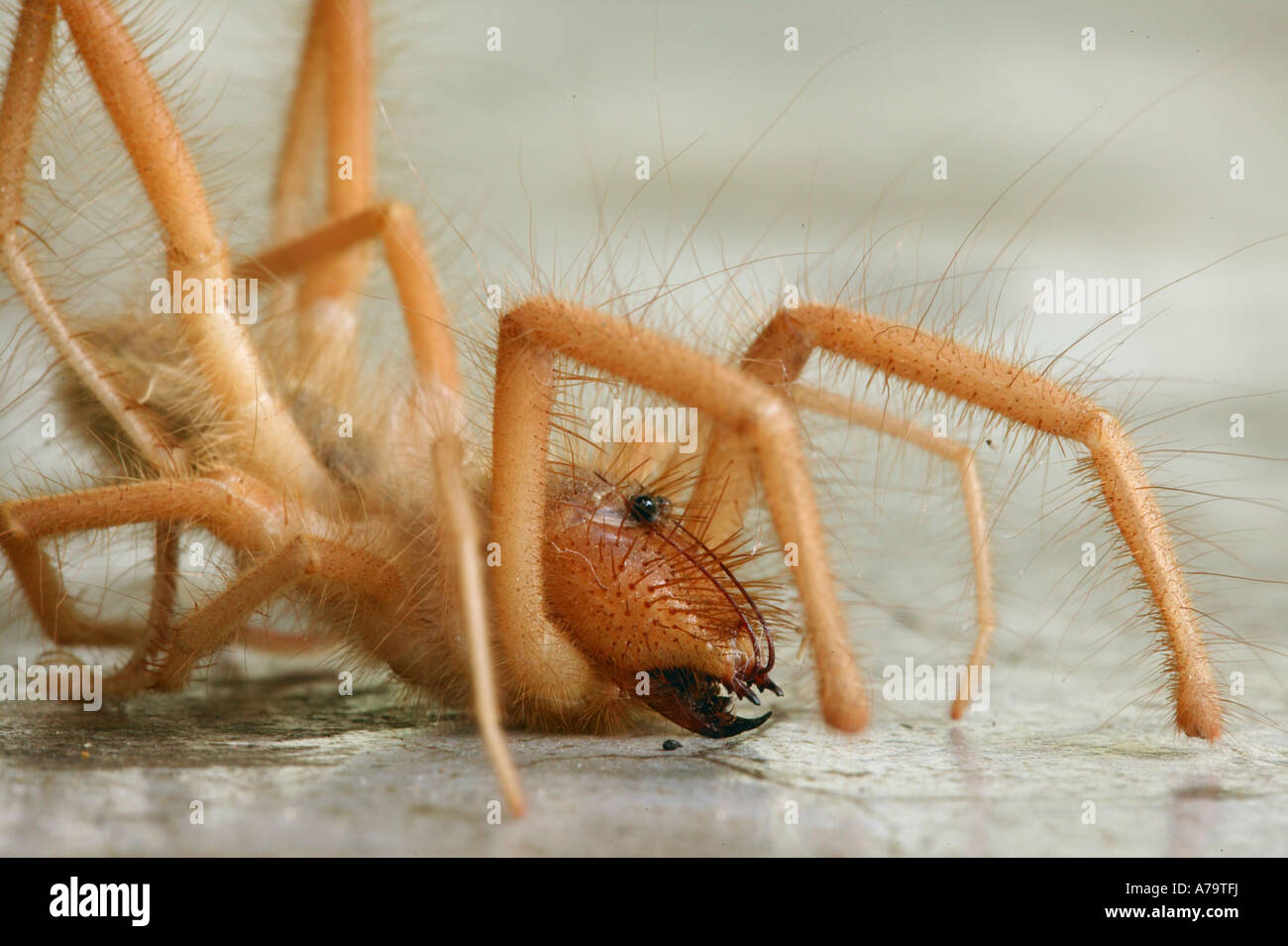 Una vista lateral de un solífugo romano rojo mostrando sus ojos protruyentes poderosas mandíbulas y peludo cuerpo Sabi Sand Game Reserve Foto de stock