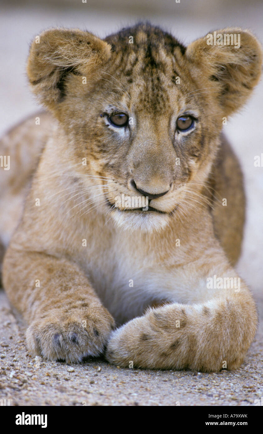 Cazadores de leones fotografías e imágenes de alta resolución - Página 6 -  Alamy